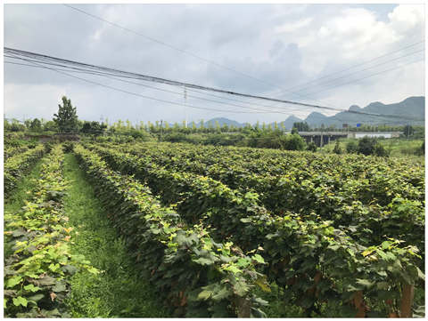 腾博会官网 - 诚信为本,专业服务!